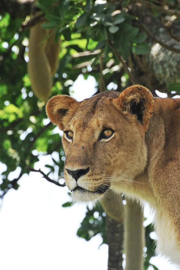 Apoka Safari Lodge Loitanit Ngoại thất bức ảnh